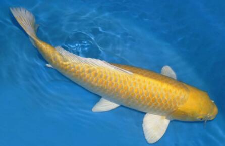 海鮮大禮包中的海魚怎么吃